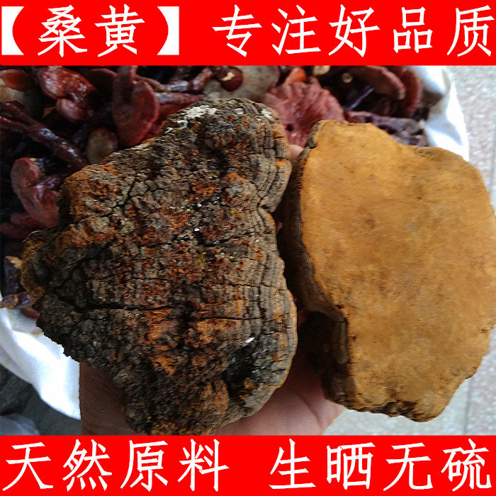 桑黄 中药材大桑树桑黄 纯野生西藏桑树桑黄 新鲜干货500克原始