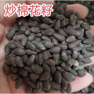 炒棉花籽中药材炒棉花子炒棉花籽炒棉花子炒棉花籽炒棉花籽