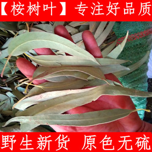 桉树叶 中药材大叶桉叶500克材桉叶蓝桉叶羊草果叶500克新鲜干货