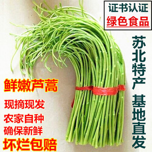 直播福利新鲜芦蒿蔬菜去叶农家黎蒿藜蒿嫩蒿