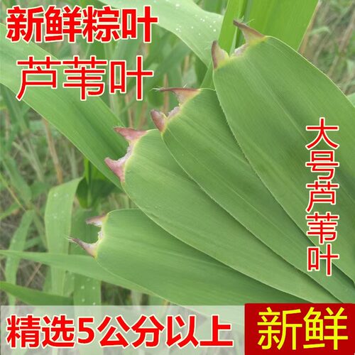 大号粽叶新鲜现摘粽子芦苇叶