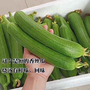 新鲜丝瓜奶油丝瓜短棒肉丝瓜五叶香丝瓜绿皮丝瓜鲜嫩可口时令蔬菜