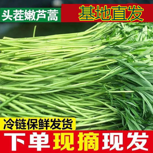 当季黎蒿新鲜芦蒿篱蒿带叶农家野生蔬菜野菜藜蒿鲜嫩泥蒿蓠蒿