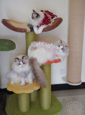 现货Camily蝴蝶猫爬架猫城堡猫树耐抓毛绒猫窝小爬架花朵丛猫爬架