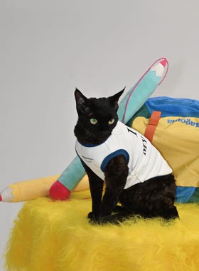 catplease铅笔逗猫棒猫玩具磨牙宠物用品解闷逗乐毛绒摆件礼物