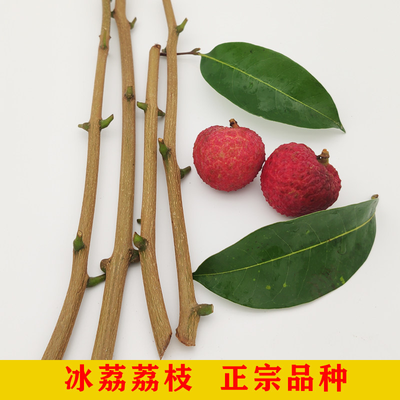 嫁接枝条冰荔名贵荔枝品种改良优质树枝高产量易活1斤顺丰包邮