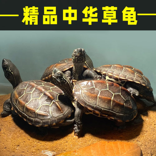 纯种中华草龟活体水陆两用易养