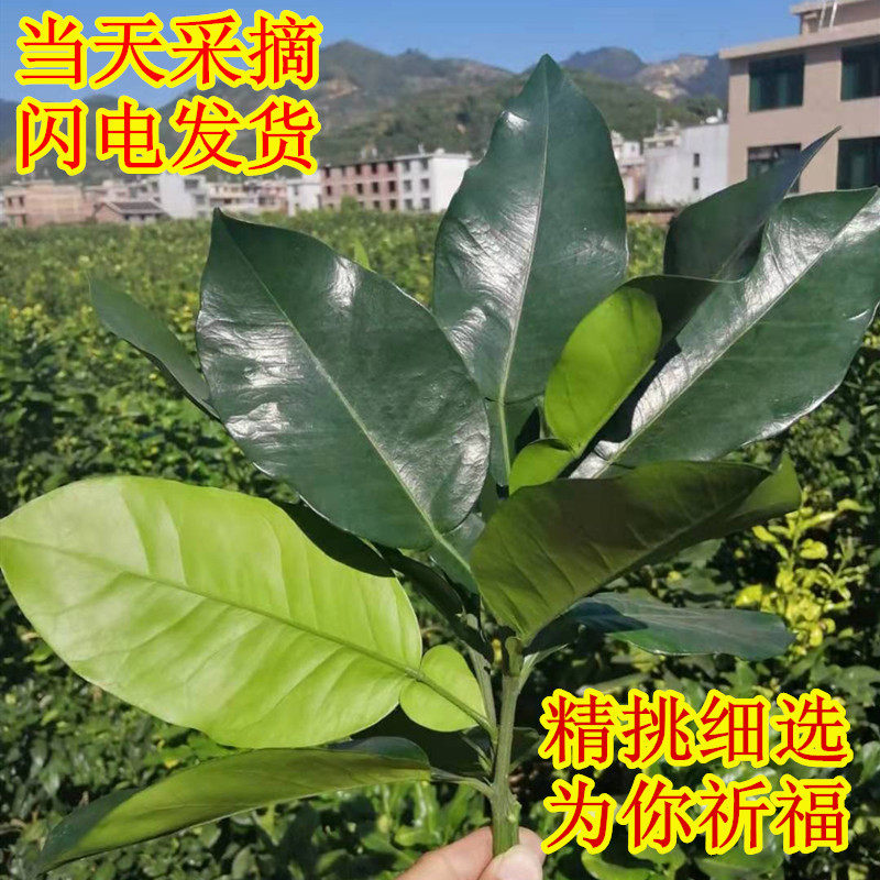 新鲜柚子叶去晦气转运祈福碌柚叶做叶儿粑青团垫清明粿垫一份包邮