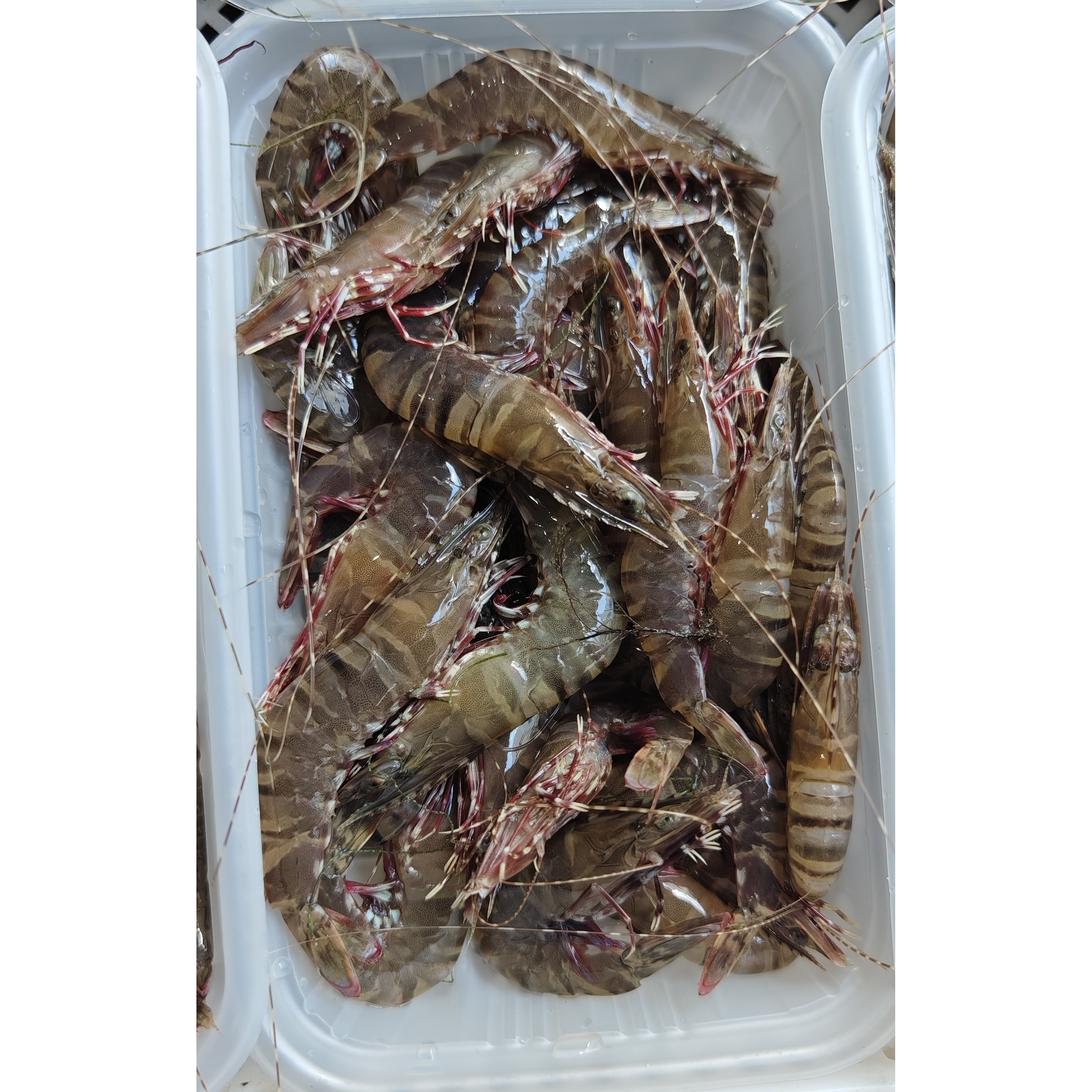 菜菜海鲜活冻野生小黑节虾鲜甜Q弹240g*2盒白灼爆炒煮粥