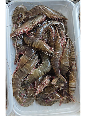 菜菜海鲜活冻野生小黑节虾鲜甜Q弹240g*2盒白灼爆炒煮粥