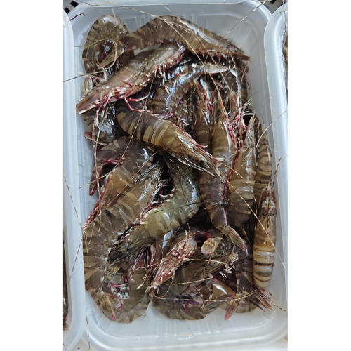 菜菜海鲜活冻野生小黑节虾鲜甜Q弹240g*2盒白灼爆炒煮粥