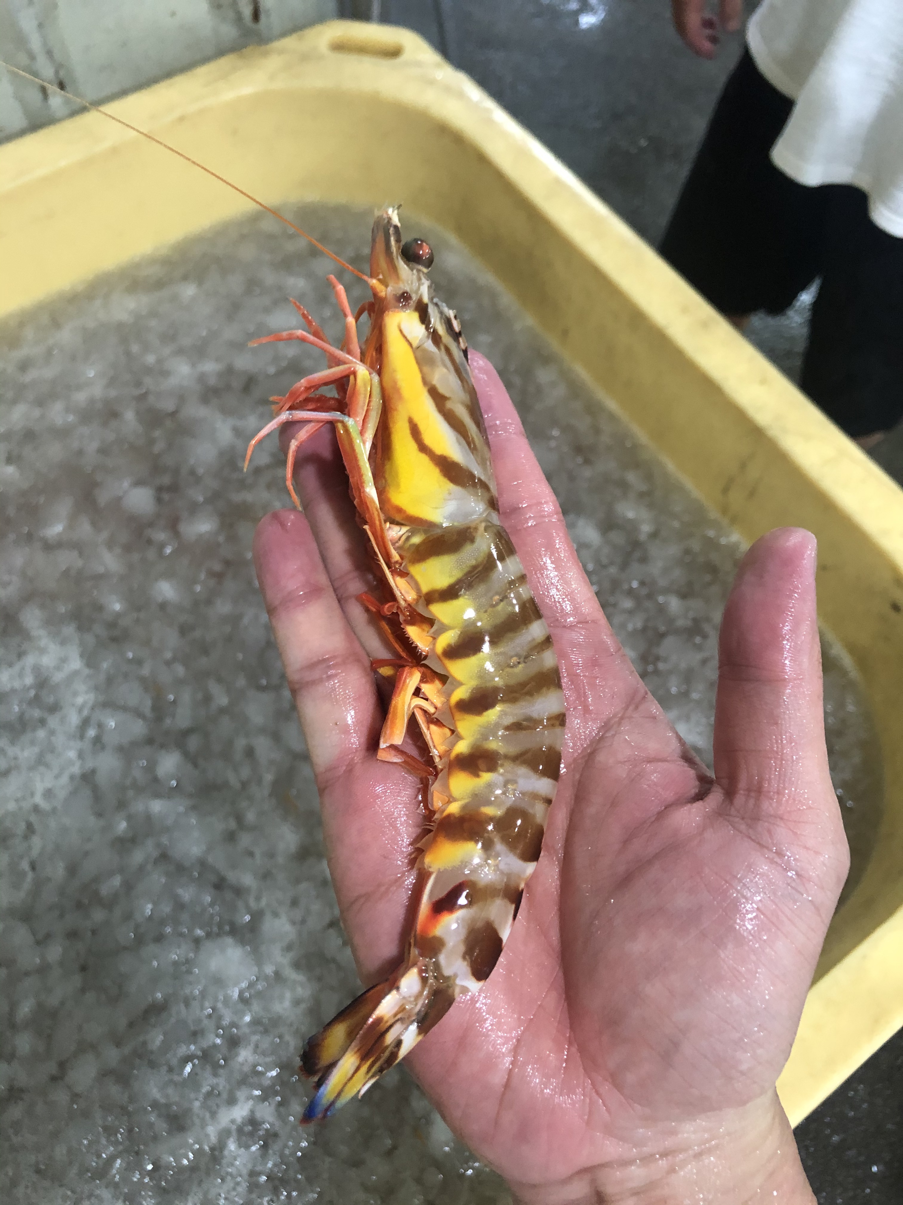 菜菜海鲜 活冻斑节虾8-10条 400克/盒 白灼蒜蓉蒸煮粥都好吃
