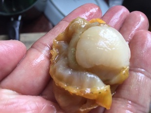 海鲜菜菜海鲜 活开去内脏冷冻扇贝肉纯肉 炒菜煮汤煮粥皆可250g*2