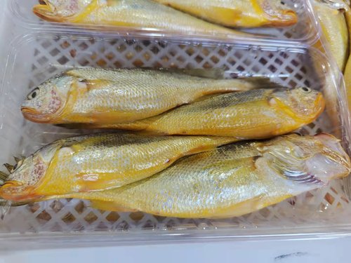 菜菜海鲜冷冻大黄鱼清蒸煎炸煮汤