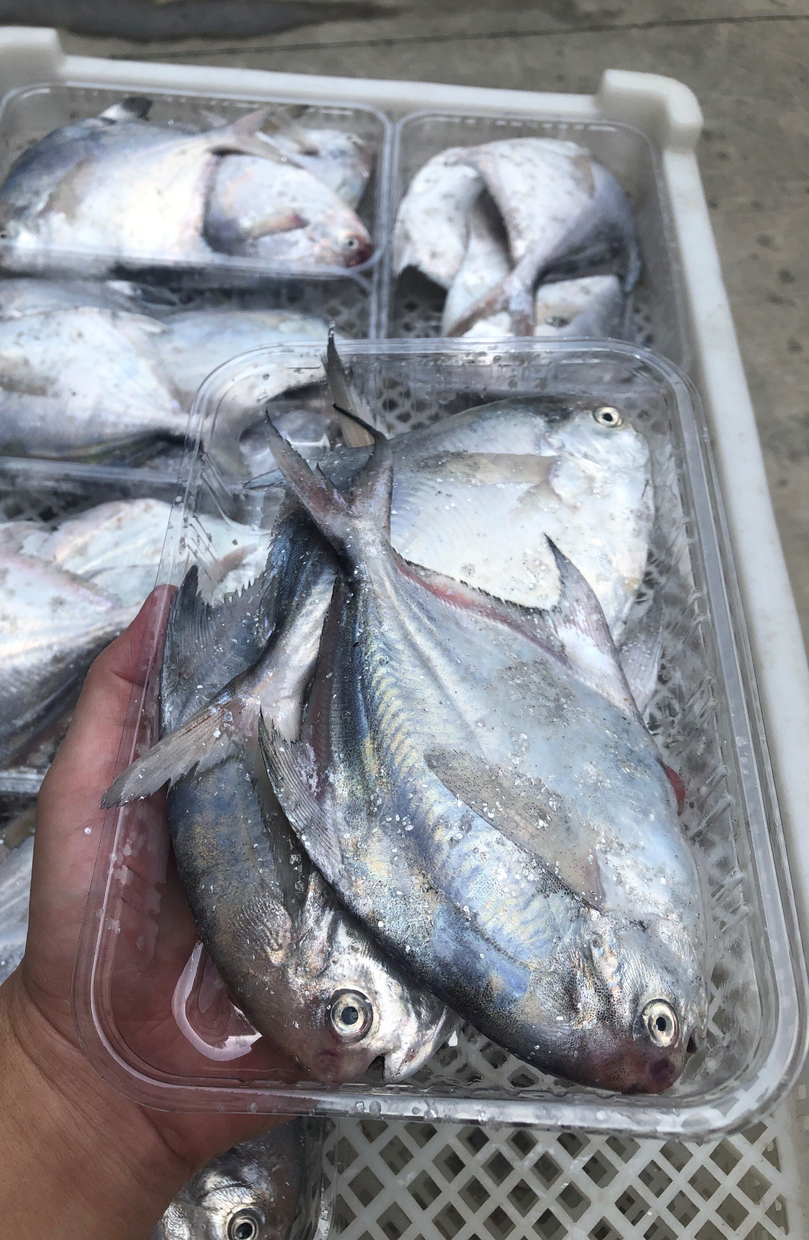 菜菜海鲜冷冻流刺网白鲳鱼清蒸干煎都好吃 3-4/条一盒 400g,水产肉类/新鲜蔬果/熟食,鲳鱼,淘宝优惠券,粉丝福利购,淘宝优惠卷