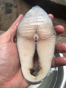 菜菜海鲜 切片马鲛鱼鲅鱼 450克一份 2-4片不等 煎炸都合适