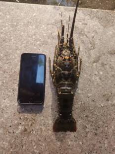 菜菜海鲜野生冷冻小青龙虾 约450克/只 蒜蓉蒸干煎煮面都好吃