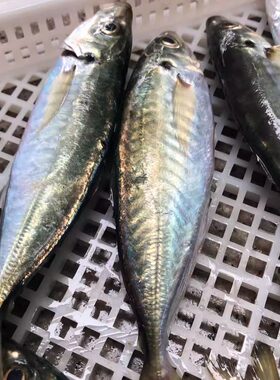 菜菜海鲜东山岛冷冻去内脏养殖巴浪鱼油脂丰富2-4条/400g