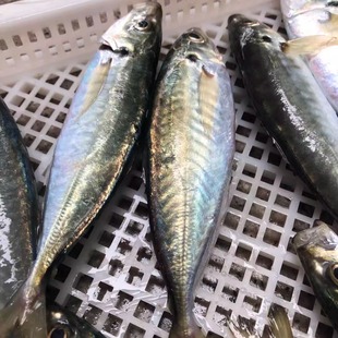 菜菜海鲜东山岛冷冻去内脏养殖巴浪鱼油脂丰富2-4条/400g