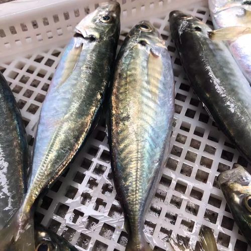 菜菜海鲜东山岛冷冻去内脏养殖巴浪鱼油脂丰富2-4条/400g