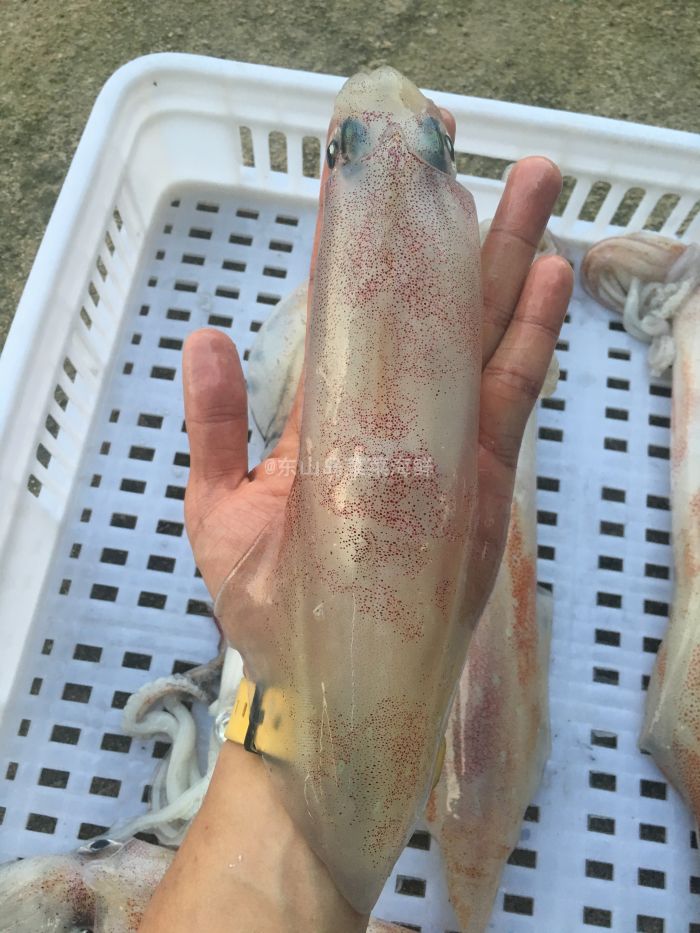 菜菜海鲜冷冻海钓大鱿鱼大管肉质更厚味道鲜500克/1-3个 多退少补