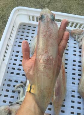 菜菜海鲜冷冻海钓大鱿鱼大管肉质更厚味道鲜500克/1-3个 多退少补