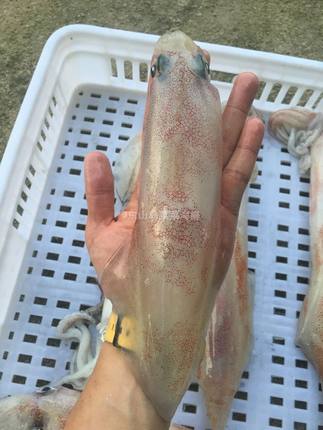 菜菜海鲜冷冻海钓大鱿鱼大管肉质更厚味道鲜500克/1-3个 多退少补