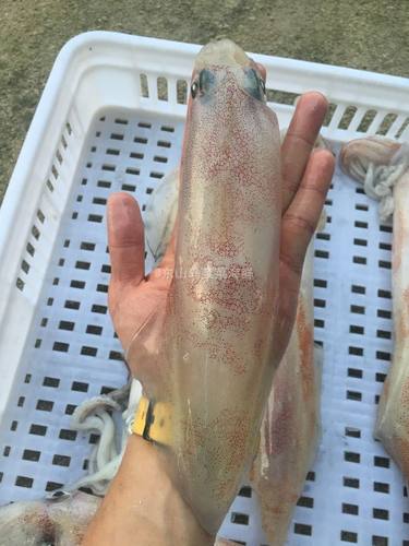 菜菜海鲜冷冻海钓大鱿鱼大管肉质更厚味道鲜500克/1-3个 多退少补