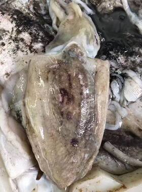 海捕冷冻墨鱼每个0.8-3斤
