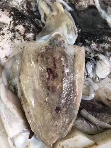 菜菜海鲜 海捕冷冻墨鱼 每个0.8-3斤不等 单价为每斤 - 封面