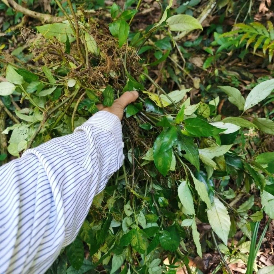 新鲜蛇根草 岩泽兰 天青地红 雪里梅 散血草 钻地风 死后红500g