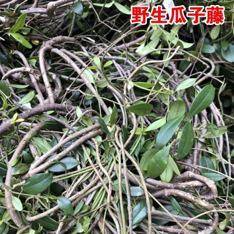 新鲜天然青草春根藤 香藤根 过山香 瓜子根瓜子藤 阿利藤500g包邮