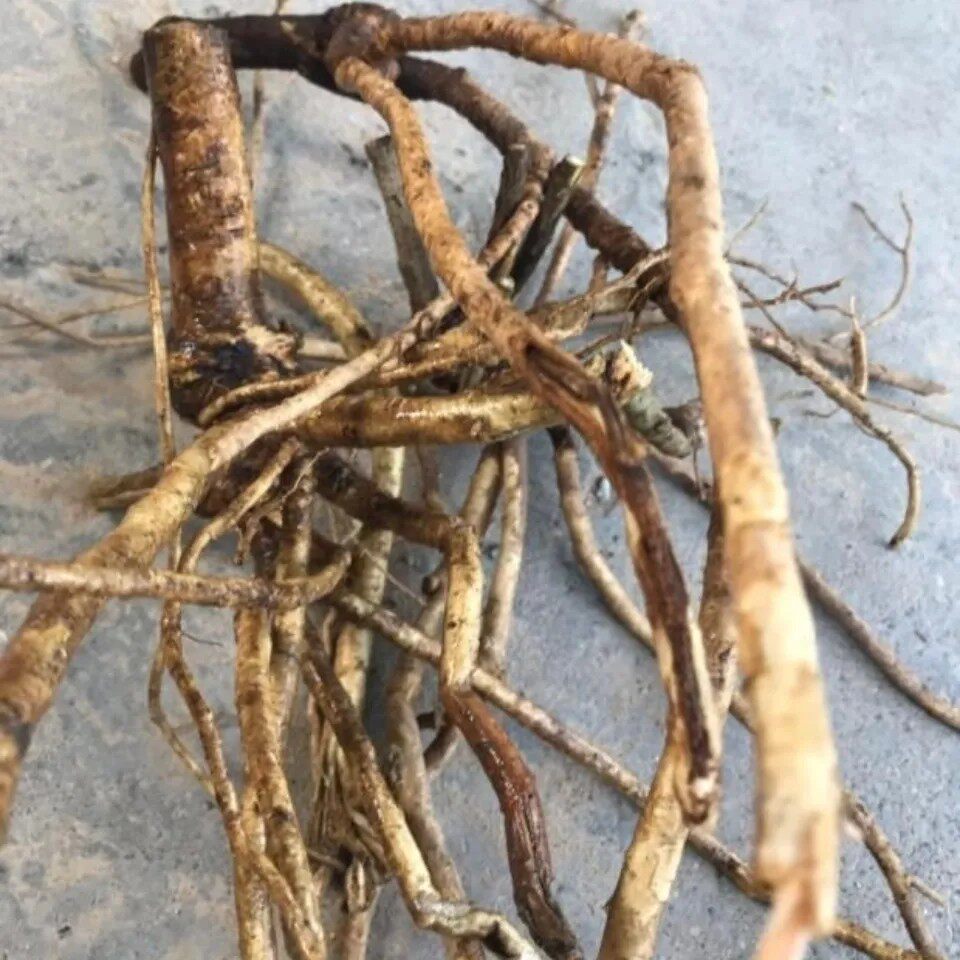 新鲜白簕根白刺根三叶五加刺三加苦刺根刺三甲三加皮纯根干货500g