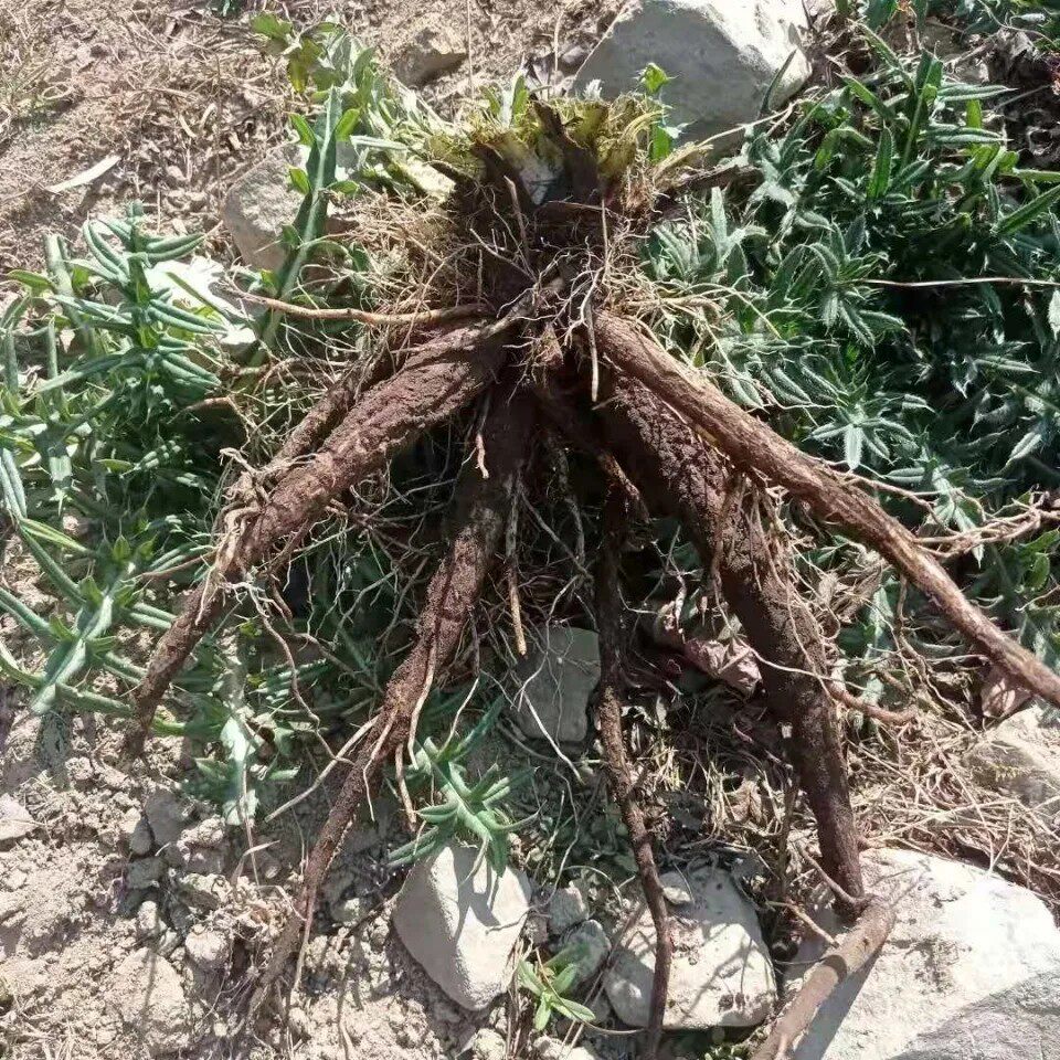 新鲜云南红花大蓟根 恶鸡婆 大刺盖 刺萝卜 雷公菜 纯根500g包邮