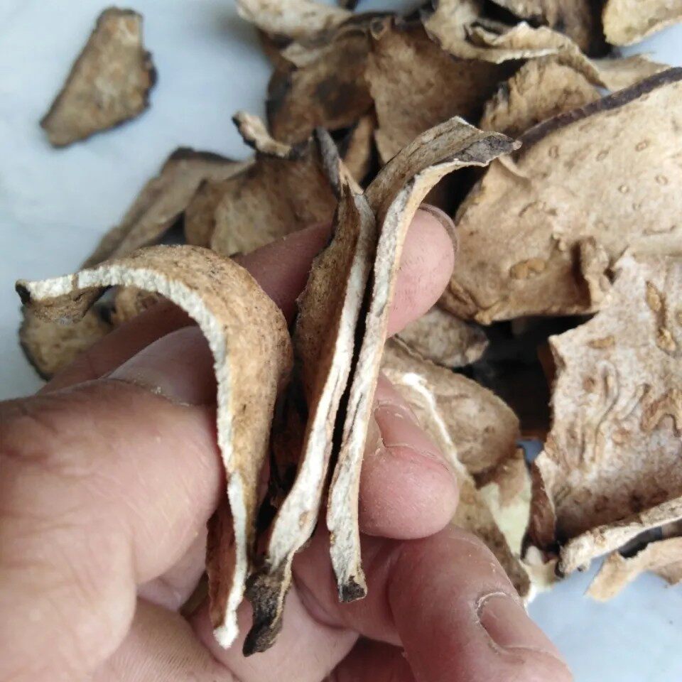 天然青草无硫定心散 莲座蕨 石猪肝 干货500g包邮