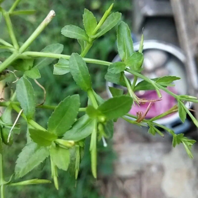 新鲜锯齿草定经草水虾子草 泥花草 田素馨 五月莲 田槟榔干货500g