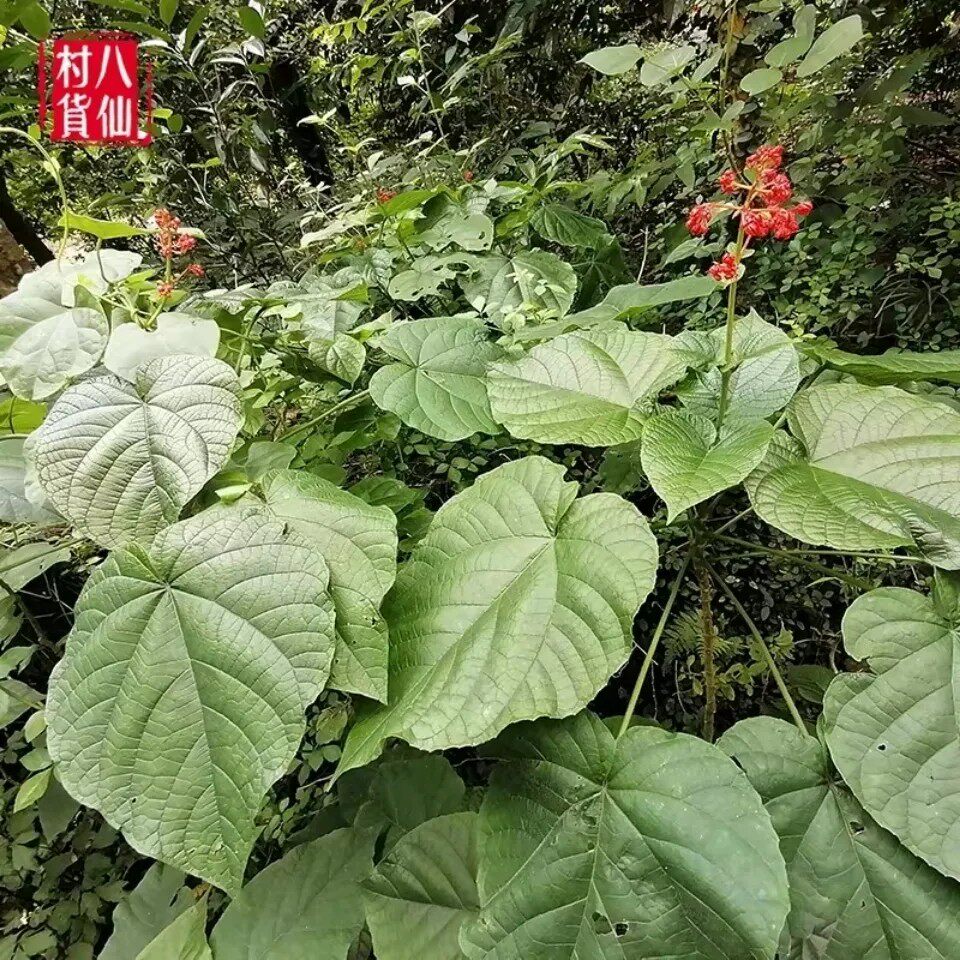 新鲜天然赪桐大丹百日红朱桐红花倒血莲状元红荷苞花桢桐带根500g