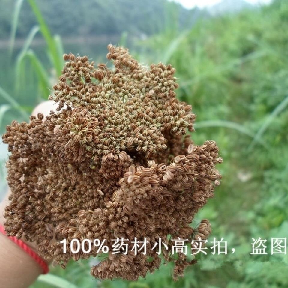 天然蛇床子 野胡萝卜子 蛇米 干货500g包邮可搭配五倍子