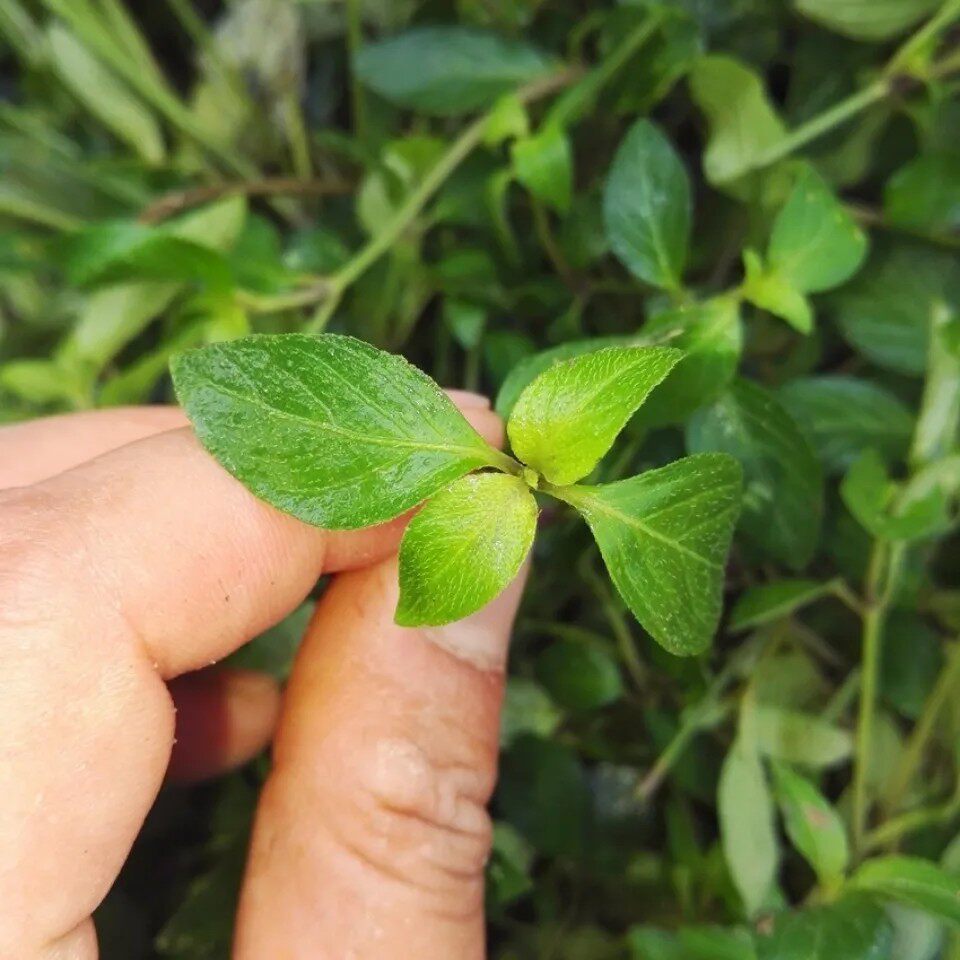 新鲜天然爵床 六角英 孩儿草小青草 野万年青 青蛇仔全草500g包邮