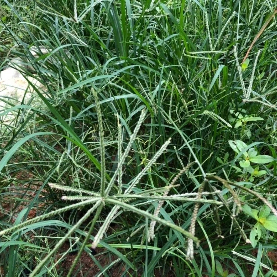 新鲜牛筋草 鲜活牛筋草 生千千踏 忝仔草 粟仔越 全草带根500g