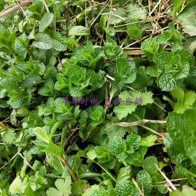 新鲜薄荷鱼香草 夜息香 十香菜驱蚊鱼香菜狗肉香留兰香全草500g