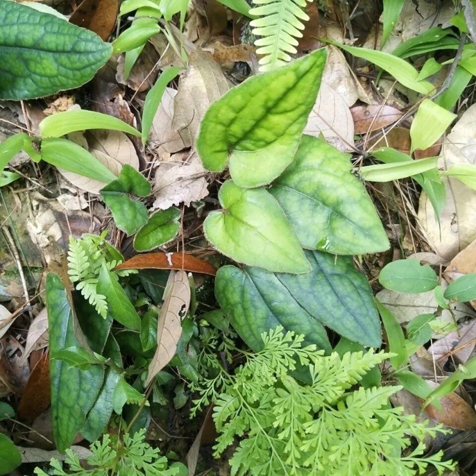 新鲜天然杏香兔耳风兔儿风 兔耳一支香 兔耳草全草500g包邮