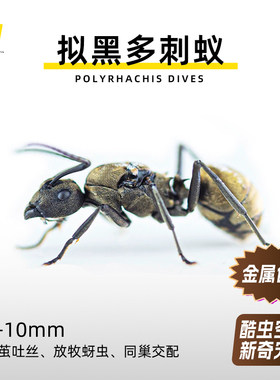 双齿多刺蚁拟黑多刺蚁蚂蚁工坊会放牧会吐丝的蚂蚁多后制同巢婚飞