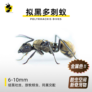 双齿多刺蚁拟黑多刺蚁蚂蚁工坊会放牧会吐丝的蚂蚁多后制同巢婚飞