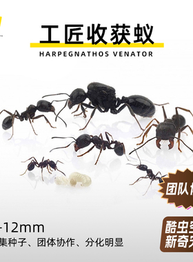 工匠收获蚁吃种子的蚂蚁 新手蚂蚁有分化强壮小蚂蚁