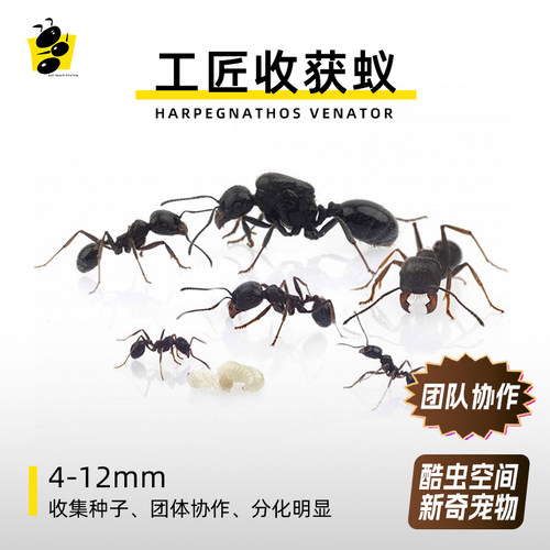 蚂蚁空间站酷虫新手蚂蚁宠物