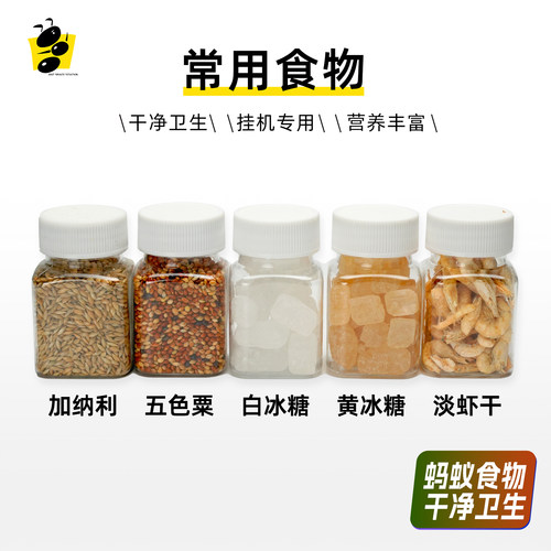 昆虫食物蚂蚁喂食蚂蚁空间站无盐