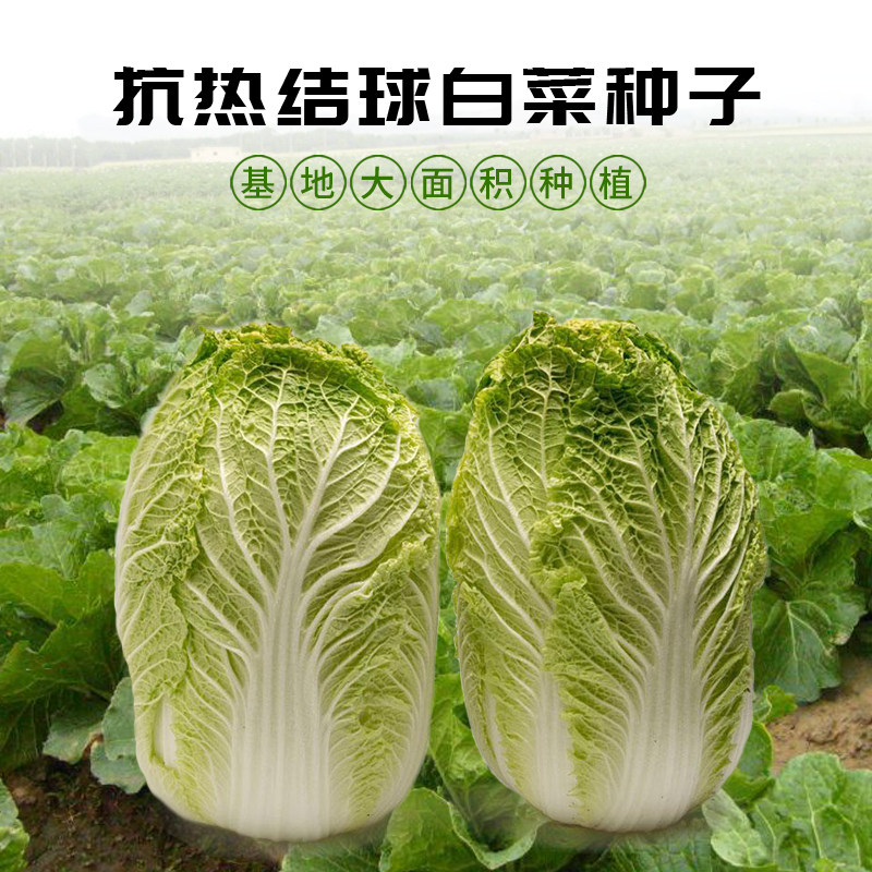 夏季蔬菜种植结球白菜