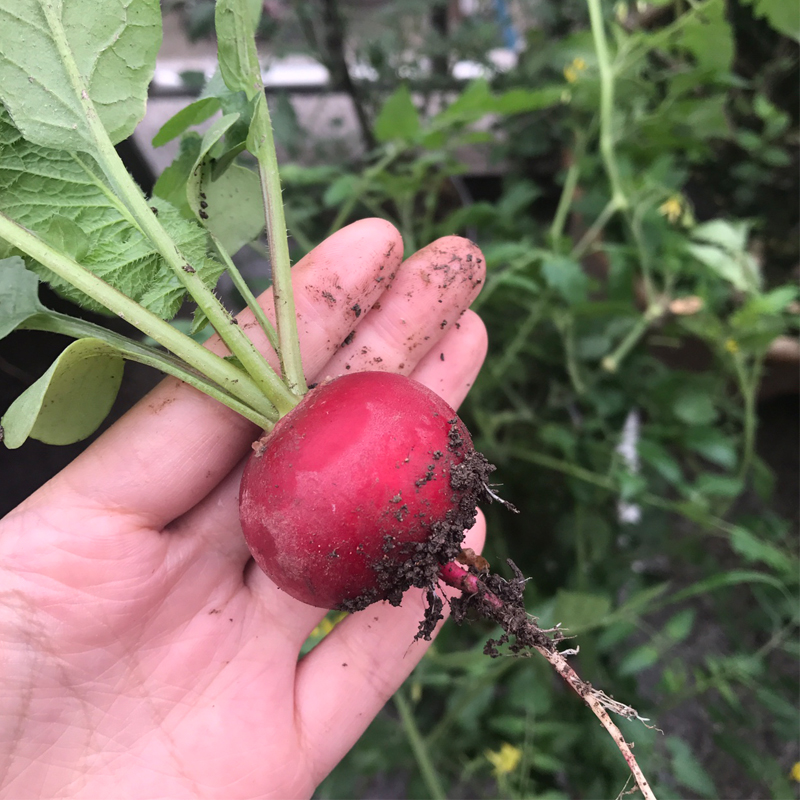 红樱桃冬季盆栽农家阳台种植萝卜