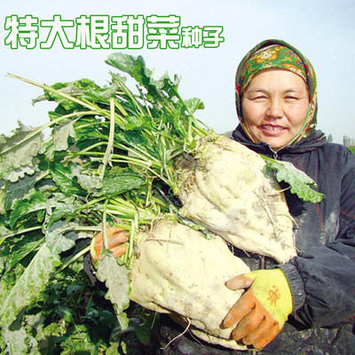 糖厂专用红根甜菜种子蔬菜春季